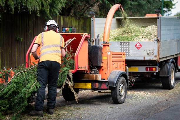 Best Emergency Storm Tree Removal  in City View, SC